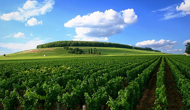 Vineyard in Côte de Beaune, Burgundy
