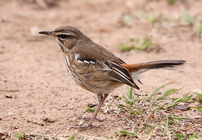 File:White-browed Scrub Robin, Erythropygia leucophrys (6069969159).jpg