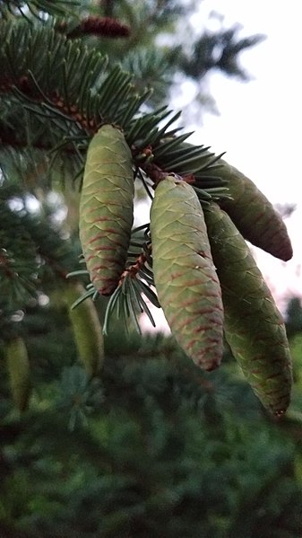 File:White Spruce Cones.jpg