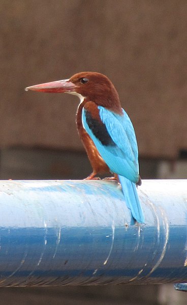 File:White throated kingfisher.jpg