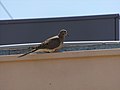 White-winged dove perched on a building.