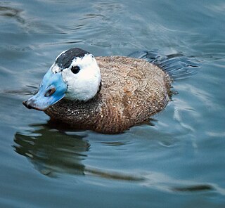 White-headed duck Species of bird