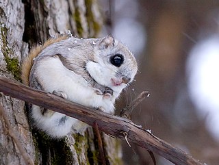 <span class="mw-page-title-main">Ezo flying squirrel</span> Subspecies of mammal