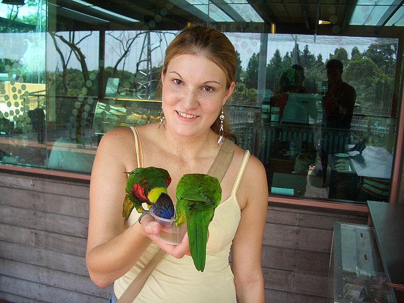 File:Woman feeding lorikeets at Jurong BirdPark-28Aug2006 (2).jpg