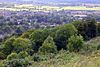 Woodland on the slopes of Whiteleaf Hill - geograph.org.uk - 1458725.jpg