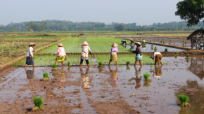 Workers in a rice paddy field