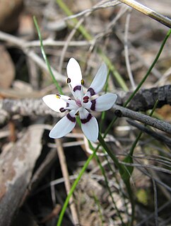 <i>Wurmbea</i> genus of plants