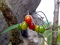 XN Solanum dulcamara 01.jpg