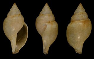 <i>Xanthodaphne pompholyx</i> species of mollusc