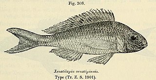<i>Xenotilapia ornatipinnis</i> Species of fish