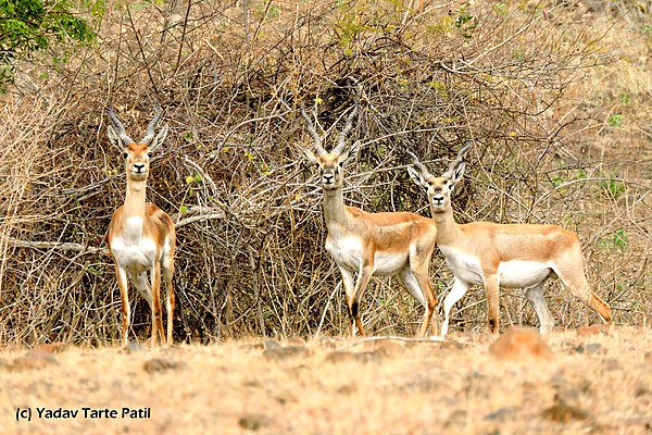 Image: Yadav Tarte Patil