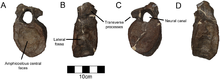 Dorsal vertebra Yehuecauhceratops-5.png