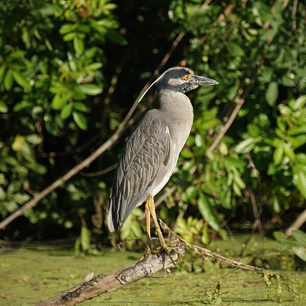 File:Yellow-crowned night heron - Port Aransas (16961022475).jpg