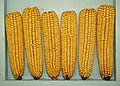 field corn (Zea mays)