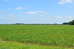 York Township soybean fields.jpg