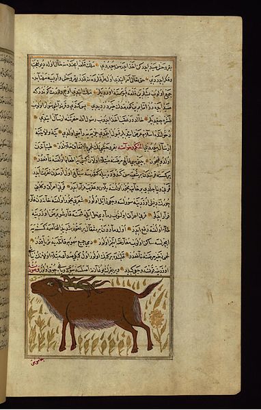 File:Zakariya ibn Muhammad Qazwini - A Wild Cow or Bull - Walters W65990B - Full Page.jpg