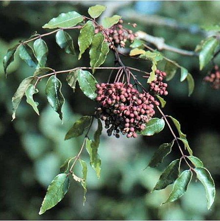 ไฟล์:Zanthoxylum_clava-herculis2.jpg