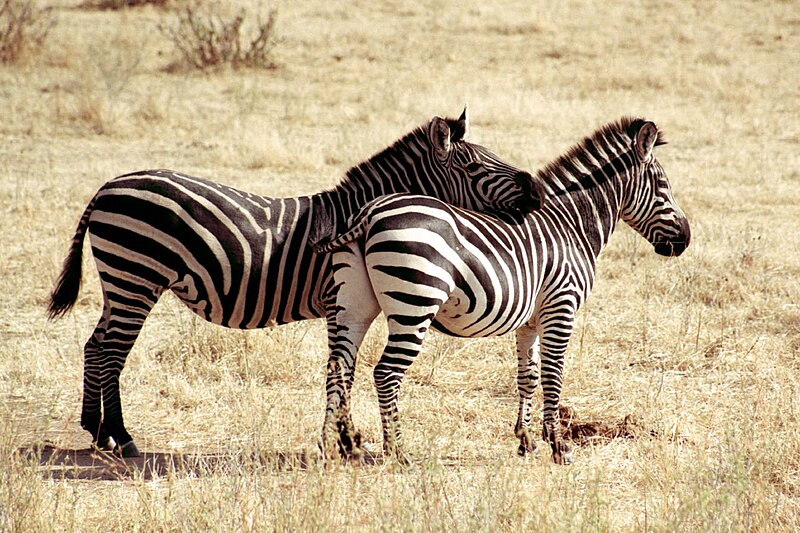 File:Zebras, Ruaha National Park.jpg