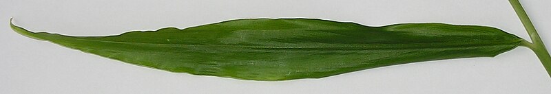 File:Zingiber officinale young leaf.jpg