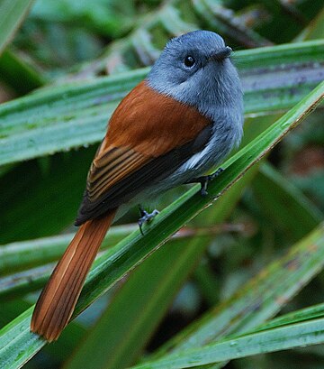 Monarch flycatcher