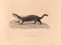 Zoological researches in Java, and the neighbouring islands BHL47293022.jpg