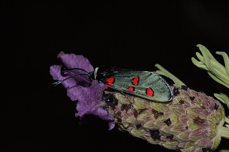 File:Zygaena lavandulae (Zygaenidae) (8708641281).jpg