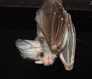 <span class="mw-page-title-main">Ghost bat</span> Species of bat