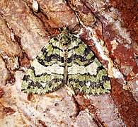 (1777) July Highflyer (Hydriomena furcata) (28473054642).jpg