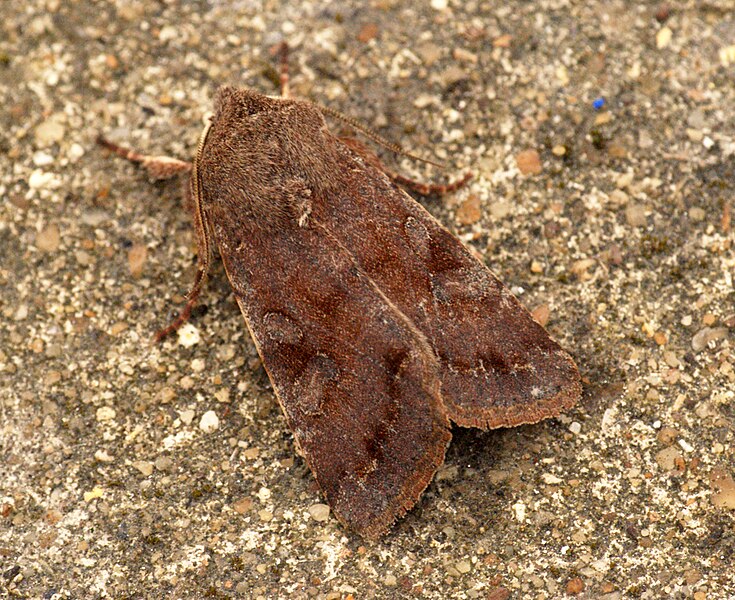 File:(2188) Clouded Drab (Orthosia incerta) (6831694510).jpg