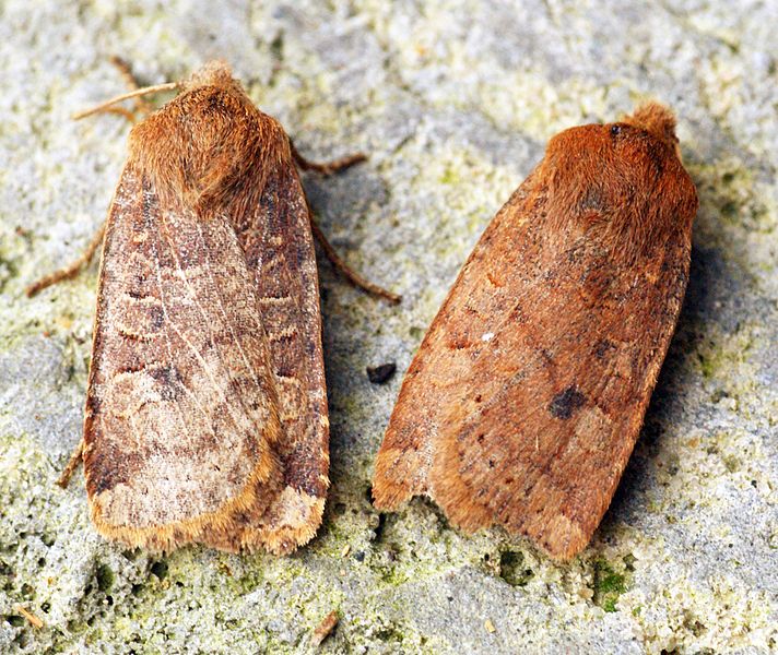 File:(2258) The Chestnut (Conistra vaccinii) - Both forms - Flickr - Bennyboymothman.jpg