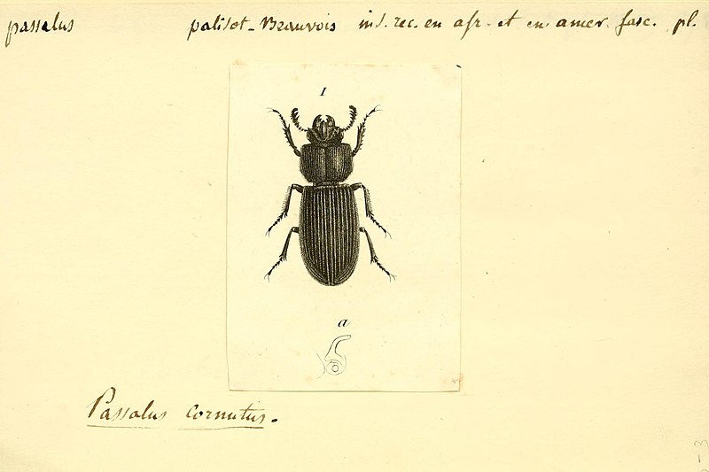 File:(Beetles) BHL12733053.jpg