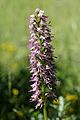 Orchis × bergonii France - Col de Premol