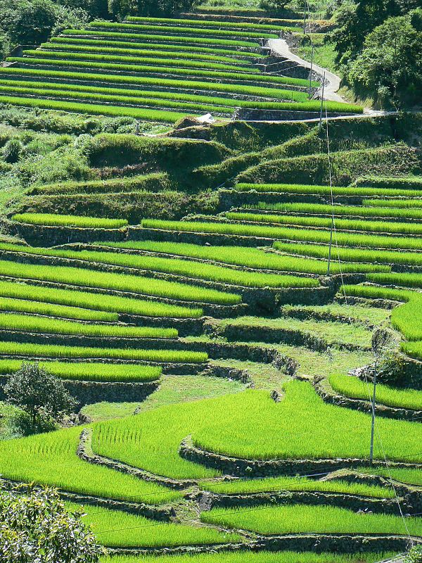 File:Ōidani rice terraces.jpg