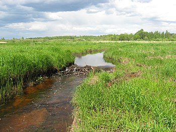 Бобровая плотина в низовьях реки Ктинянки.