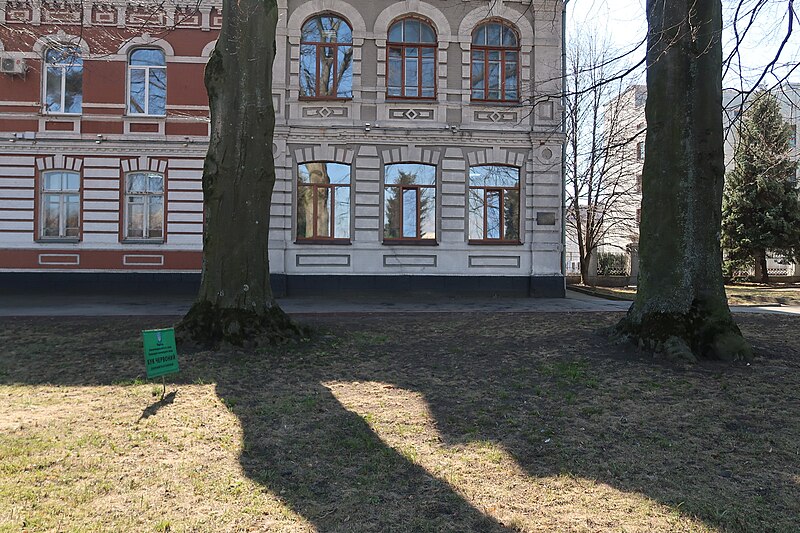 File:Бук красный по улице Гагарина, 5 в Хмельницком. Фото 7.jpg