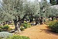 Оld Olive trees in the Garden of Gethsemane, 09.jpg