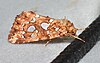 - 9633 – Callopistria cordata – Silver-spotted Fern Moth (48128287847).jpg