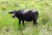 Water buffalo near Kodassery, Thrissur district, Kerala, in 2015 09963 Water buffalo.JPG