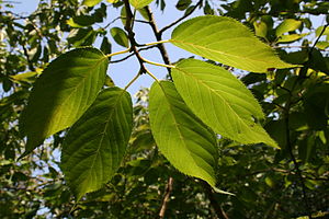 Prunus serrulata