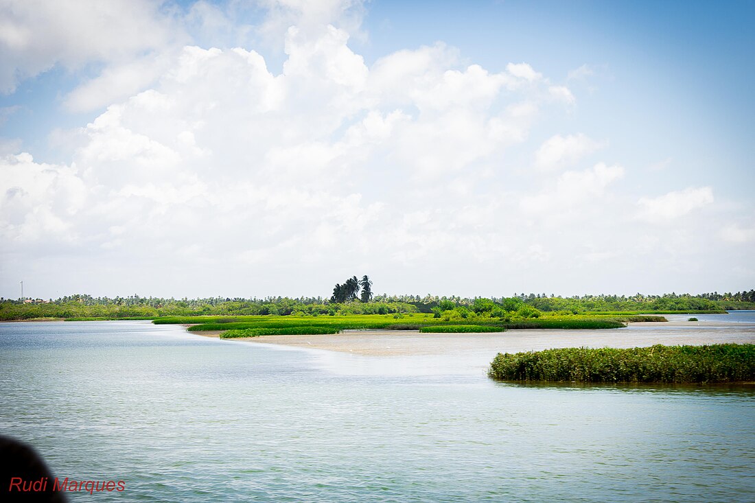 Rio São Francisco mangroves