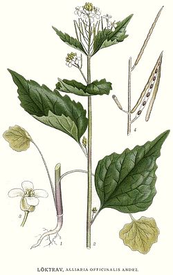 A. petiolata