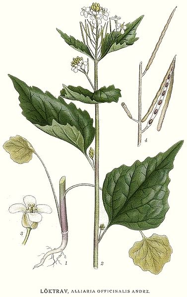 File:190 Alliaria officinalis.jpg