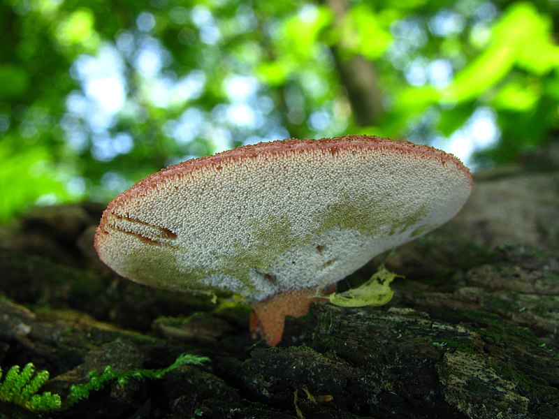 File:2010-06-26 Fistulina hepatica 47685.jpg