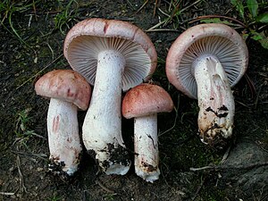 2010-08-11 Hygrophorus erubescens 99991.jpg