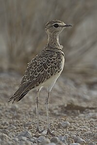 Rhinoptilus Africanus