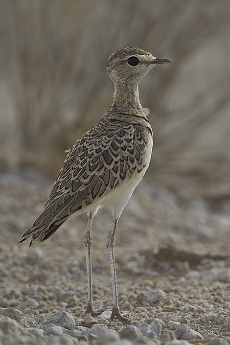 Rhinoptilus africanus