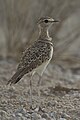 2012-double-banded-courser.jpg