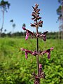 Stachys sylvatica (Wald-Ziest)