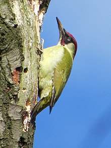 2014-04-14 Picus viridis, Gosforth Park 1.jpg