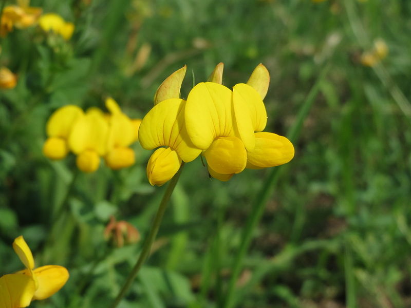 File:20140725Lotus corniculatus.jpg